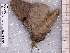  ( - BC-MNHN-LEP-04550)  @11 [ ] rodolphe.rougerie@mnhn.fr (2023) Rodolphe Rougerie Museum National d'histoire Naturelle
