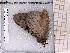  ( - BC-MNHN-LEP-04557)  @11 [ ] rodolphe.rougerie@mnhn.fr (2023) Rodolphe Rougerie Museum National d'histoire Naturelle
