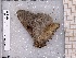  ( - BC-MNHN-LEP-04558)  @11 [ ] rodolphe.rougerie@mnhn.fr (2023) Rodolphe Rougerie Museum National d'histoire Naturelle