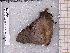  ( - BC-MNHN-LEP-04559)  @11 [ ] rodolphe.rougerie@mnhn.fr (2023) Rodolphe Rougerie Museum National d'histoire Naturelle
