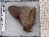  ( - BC-MNHN-LEP-04560)  @11 [ ] rodolphe.rougerie@mnhn.fr (2023) Rodolphe Rougerie Museum National d'histoire Naturelle