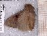  ( - BC-MNHN-LEP-04563)  @11 [ ] rodolphe.rougerie@mnhn.fr (2023) Rodolphe Rougerie Museum National d'histoire Naturelle