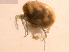  ( - 10PROBE-19299)  @13 [ ] CreativeCommons - Attribution (2010) CBG Photography Group Centre for Biodiversity Genomics