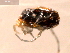  ( - 10PROBE-19824)  @13 [ ] CreativeCommons - Attribution (2010) CBG Photography Group Centre for Biodiversity Genomics