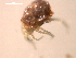  ( - 10PROBE-19858)  @12 [ ] CreativeCommons - Attribution (2010) CBG Photography Group Centre for Biodiversity Genomics