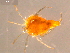  (Arrenurus solifer - 10PROBE-19892)  @14 [ ] CreativeCommons - Attribution (2010) CBG Photography Group Centre for Biodiversity Genomics