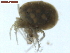  ( - 10PROBE-22660)  @12 [ ] CreativeCommons - Attribution (2010) CBG Photography Group Centre for Biodiversity Genomics