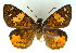  ( - MLIB-0007)  @11 [ ] CreativeCommons - Attribution (2010) Michel Libert Centre for Biodiversity Genomics