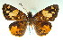  ( - MLIB-0011)  @13 [ ] CreativeCommons - Attribution (2010) Michel Libert Centre for Biodiversity Genomics