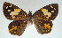  ( - MLIB-0016)  @11 [ ] CreativeCommons - Attribution (2010) Michel Libert Centre for Biodiversity Genomics