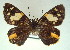  ( - MLIB-0017)  @11 [ ] CreativeCommons - Attribution (2010) Michel Libert Centre for Biodiversity Genomics