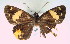  ( - MLIB-0018)  @11 [ ] CreativeCommons - Attribution (2010) Michel Libert Centre for Biodiversity Genomics