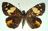  ( - MLIB-0020)  @11 [ ] CreativeCommons - Attribution (2010) Michel Libert Centre for Biodiversity Genomics