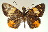  ( - MLIB-0025)  @11 [ ] CreativeCommons - Attribution (2010) Michel Libert Centre for Biodiversity Genomics