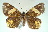  ( - MLIB-0027)  @13 [ ] CreativeCommons - Attribution (2010) Michel Libert Centre for Biodiversity Genomics