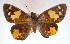  ( - MLIB-0030)  @11 [ ] CreativeCommons - Attribution (2010) Michel Libert Centre for Biodiversity Genomics