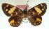  ( - MLIB-0032)  @11 [ ] CreativeCommons - Attribution (2010) Michel Libert Centre for Biodiversity Genomics
