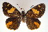  ( - MLIB-0033)  @13 [ ] CreativeCommons - Attribution (2010) Michel Libert Centre for Biodiversity Genomics