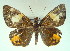  ( - MLIB-0040)  @11 [ ] CreativeCommons - Attribution (2010) Michel Libert Centre for Biodiversity Genomics