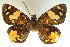 ( - MLIB-0043)  @13 [ ] CreativeCommons - Attribution (2010) Michel Libert Centre for Biodiversity Genomics