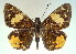  (Apallaga opalinus - MLIB-0044)  @14 [ ] CreativeCommons - Attribution (2010) Michel Libert Centre for Biodiversity Genomics