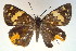  ( - MLIB-0046)  @11 [ ] CreativeCommons - Attribution (2010) Michel Libert Centre for Biodiversity Genomics