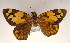  ( - MLIB-0065)  @13 [ ] CreativeCommons - Attribution (2010) Michel Libert Centre for Biodiversity Genomics