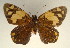  (Apallaga adora - MLIB-0068)  @14 [ ] CreativeCommons - Attribution (2010) Michel Libert Centre for Biodiversity Genomics
