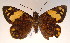  (Apallaga mona - MLIB-0072)  @13 [ ] CreativeCommons - Attribution (2010) Michel Libert Centre for Biodiversity Genomics