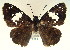  ( - MLIB-0082)  @11 [ ] CreativeCommons - Attribution (2010) Michel Libert Centre for Biodiversity Genomics