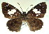  (Celaenorrhinus imitans - MLIB-0088)  @13 [ ] CreativeCommons - Attribution (2010) Michel Libert Centre for Biodiversity Genomics