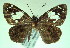  ( - MLIB-0091)  @11 [ ] CreativeCommons - Attribution (2010) Michel Libert Centre for Biodiversity Genomics