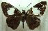  (Celaenorrhinus macrostictus - MLIB-0249)  @14 [ ] CreativeCommons - Attribution (2010) Michel Libert Centre for Biodiversity Genomics