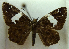  ( - MLIB-0270)  @11 [ ] CreativeCommons - Attribution (2010) Michel Libert Centre for Biodiversity Genomics