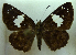  ( - MLIB-0271)  @11 [ ] CreativeCommons - Attribution (2010) Michel Libert Centre for Biodiversity Genomics