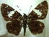  ( - MLIB-0283)  @11 [ ] CreativeCommons - Attribution (2010) Michel Libert Centre for Biodiversity Genomics
