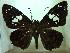  ( - MLIB-0286)  @13 [ ] CreativeCommons - Attribution (2010) Michel Libert Centre for Biodiversity Genomics