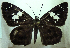  ( - MLIB-0287)  @13 [ ] CreativeCommons - Attribution (2010) Michel Libert Centre for Biodiversity Genomics