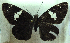  (Celaenorrhinus zanqua uzungwae - MLIB-0306)  @13 [ ] CreativeCommons - Attribution (2010) Michel Libert Centre for Biodiversity Genomics