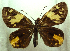  (Apallaga fulgens magna - MLIB-0405)  @11 [ ] CreativeCommons - Attribution (2010) Michel Libert Centre for Biodiversity Genomics