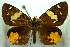  ( - MLIB-0428)  @11 [ ] CreativeCommons - Attribution (2010) Michel Libert Centre for Biodiversity Genomics