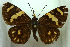  ( - MLIB-0473)  @12 [ ] CreativeCommons - Attribution (2010) Michel Libert Centre for Biodiversity Genomics