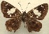  (Celaenorrhinus proxima lata - MLIB-0530)  @11 [ ] Copyright (2011) Michel Libert Research Collection of Michel Libert