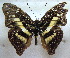  (Euptera dorothea - MLIB-1620)  @15 [ ] CreativeCommons - Attribution (2015) Michel Libert Centre for Biodiversity Genomics