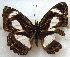  (Euptera liberti - MLIB-1631)  @13 [ ] CreativeCommons - Attribution (2015) Michel Libert Centre for Biodiversity Genomics