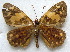  (Apallaga ovalis - MLIB-1701)  @14 [ ] CreativeCommons - Attribution (2015) Michel Libert Centre for Biodiversity Genomics