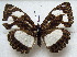  ( - MLIB-1726)  @14 [ ] CreativeCommons - Attribution (2015) Michel Libert Centre for Biodiversity Genomics