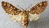  (Symphlebia christianae - MLIB-2494)  @11 [ ] CreativeCommons - Attribution Non-Commercial Share-Alike (2018) Jean Bréard Centre for Biodiversity Genomics