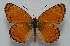  (Melitaea meherparvari - MLIB-2588)  @11 [ ] CreativeCommons - Attribution Non-Commercial Share-Alike (2019) Frédéric Carbonell Centre for Biodiversity Genomics