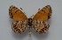 (Melitaea wiltshirei - MLIB-2591)  @11 [ ] CreativeCommons - Attribution Non-Commercial Share-Alike (2019) Frédéric Carbonell Centre for Biodiversity Genomics